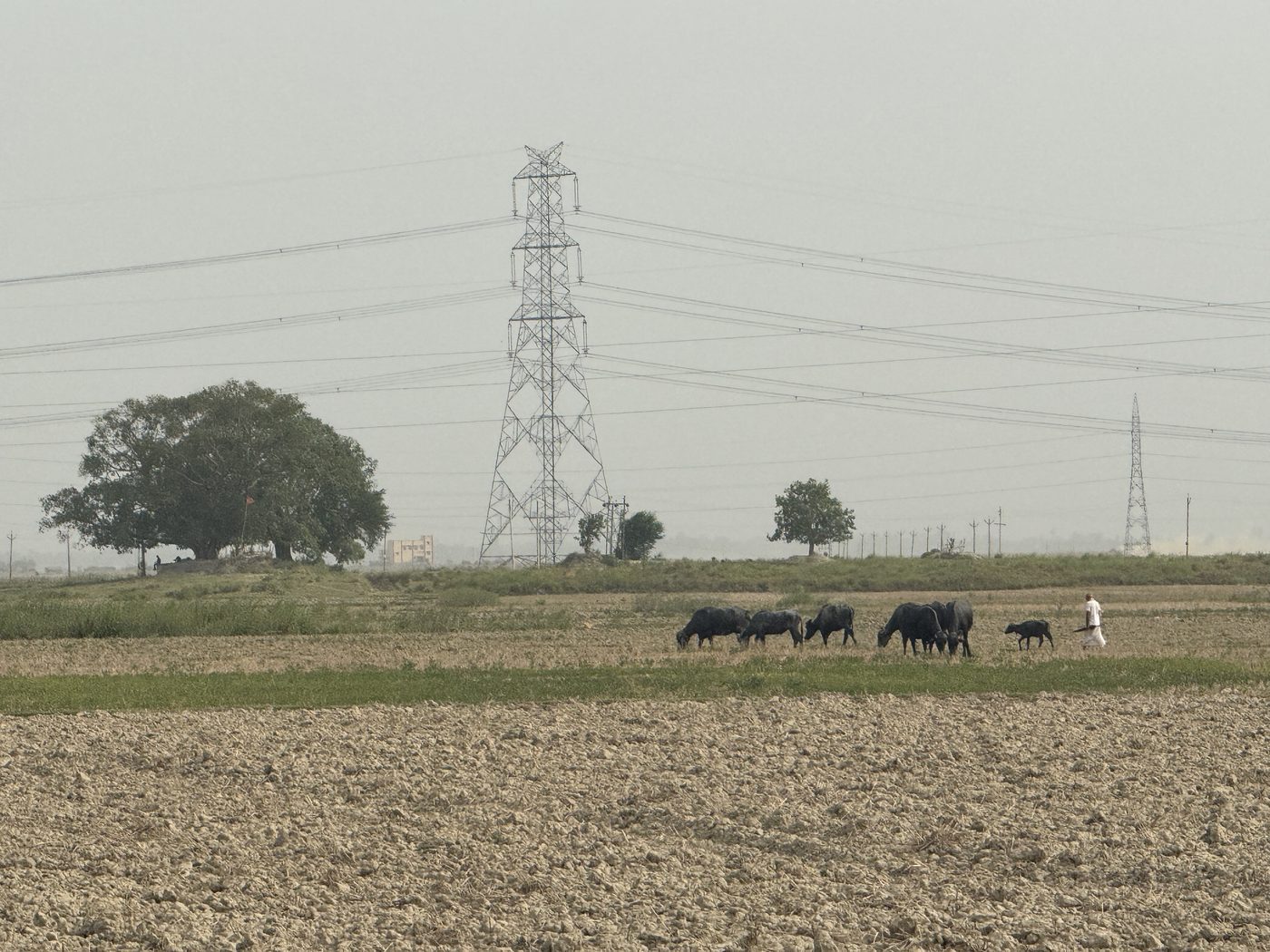 Farmland in the study area